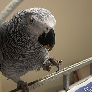 Meet your Posher, Morgan